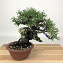 盆栽 松 黒松 樹高 約17cm くろまつ Pinus thunbergii クロマツ マツ科 常緑針葉樹 観賞用 小品 現品