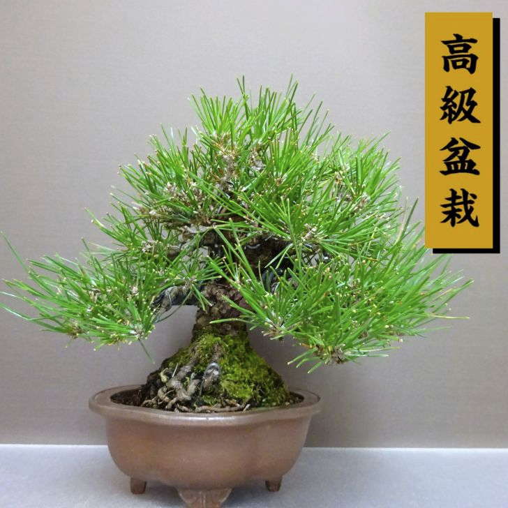 盆栽 松 黒松 樹高 約 21cm くろまつ 高級盆栽 Pinus thunbergii クロマツ マツ科 常緑針葉樹 鑑賞用 ..