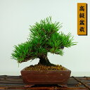 盆栽 松 黒松 樹高 約14cm くろまつ Pinus thunbergii クロマツ マツ科 常緑針葉樹 観賞用 小品 現品