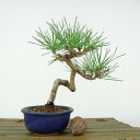 ~    14cm ܂ Pinus thunbergii N}c }c ΐjt Ϗܗp i i