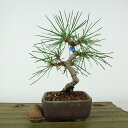 盆栽 松 黒松 樹高 約14cm くろまつ Pinus thunbergii クロマツ マツ科 常緑針葉樹 観賞用 小品 現品