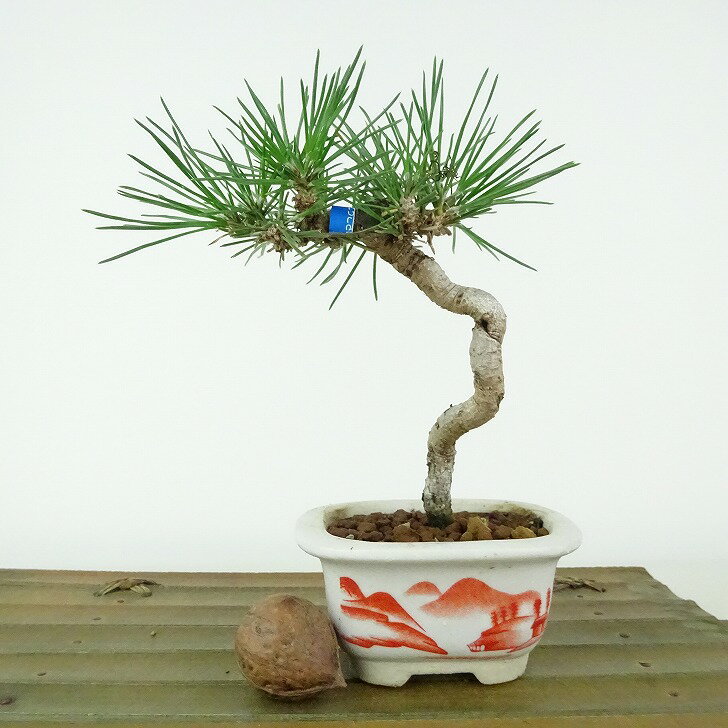 ߺ    13cm ޤ Pinus thunbergii ޥ ޥĲ пռ Ѿ  