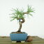 ߺ    14cm ޤ Pinus thunbergii ޥ ޥĲ пռ Ѿ  