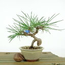 盆栽 松 黒松 樹高 約10cm くろまつ Pinus thunbergii クロマツ マツ科 常緑針葉樹 観賞用 小品 現品