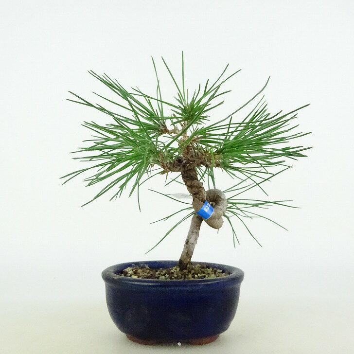 盆栽 松 黒松 樹高 約12cm くろまつ Pinus thunbergii クロマツ マツ科 常緑針葉樹 観賞用 小品 現品 2