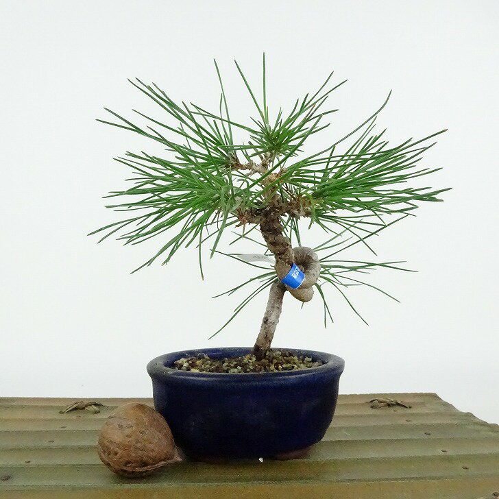 盆栽 松 黒松 樹高 約12cm くろまつ Pinus thunbergii クロマツ マツ科 常緑針葉樹 観賞用 小品 現品 1