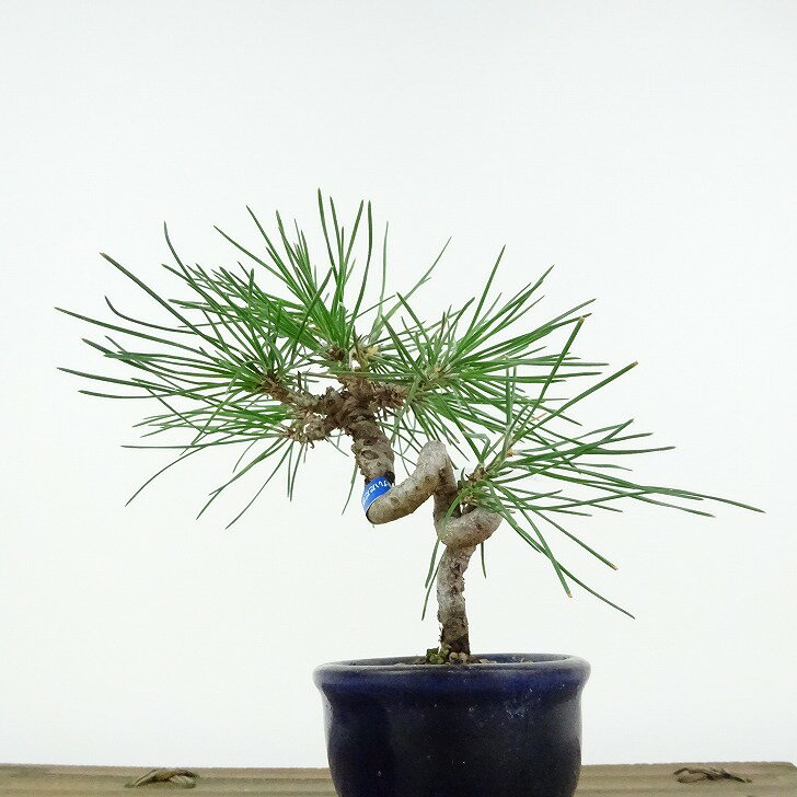 盆栽 松 黒松 樹高 約12cm くろまつ Pinus thunbergii クロマツ マツ科 常緑針葉樹 観賞用 小品 現品 3