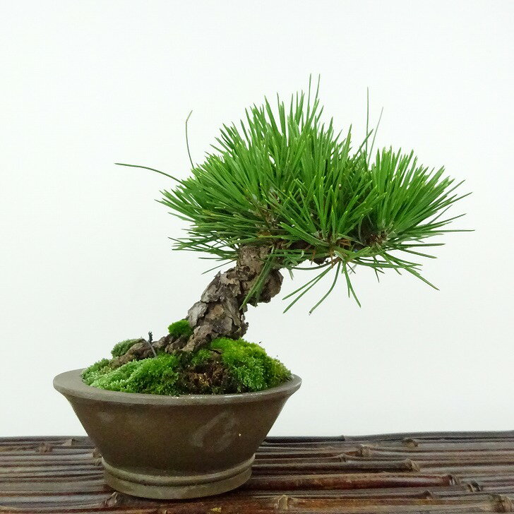 盆栽 松 黒松 樹高 約13cm くろまつ Pinus thunbergii クロマツ マツ科 常緑針葉樹 観賞用 小品 現品 1