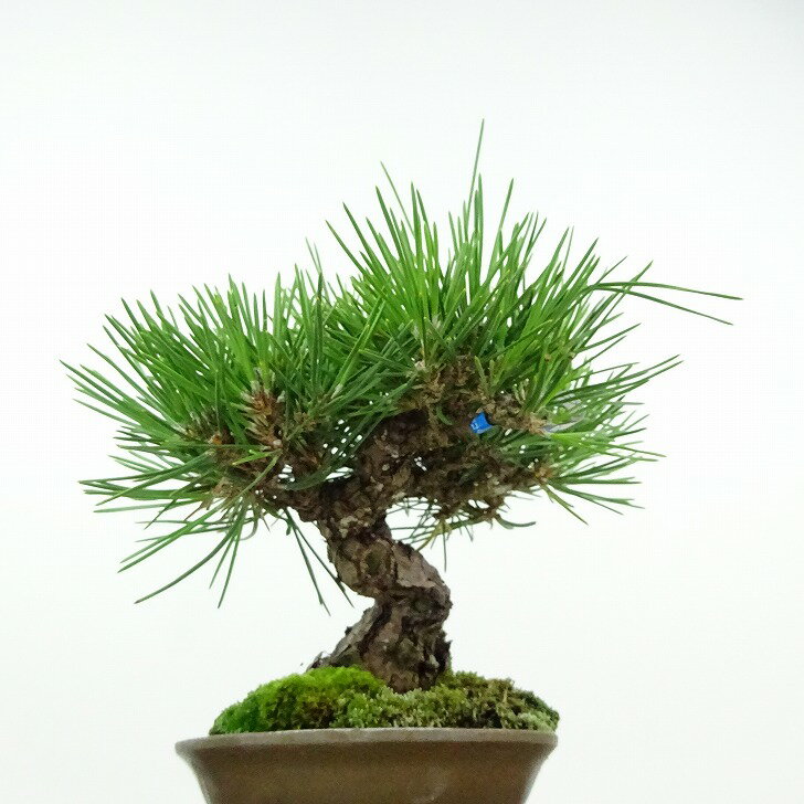 盆栽 松 黒松 樹高 約13cm くろまつ Pinus thunbergii クロマツ マツ科 常緑針葉樹 観賞用 小品 現品 2