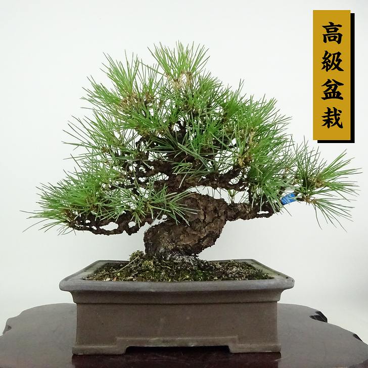 盆栽 松 黒松 樹高 約25cm くろまつ 高級盆栽 Pinus thunbergii クロマツ マツ科 常緑針葉樹 観賞用 現品