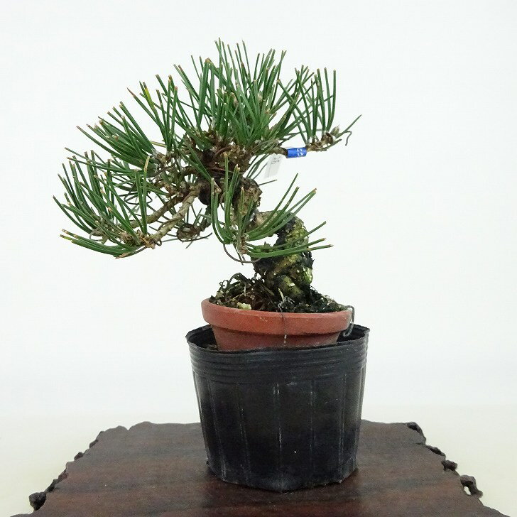 盆栽 松 黒松 樹高 約10cm くろまつ Pinus thunbergii クロマツ マツ科 常緑針葉樹 観賞用 小品 現品