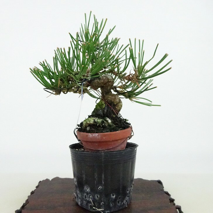 ~    12cm ܂ Pinus thunbergii N}c }c ΐjt Ϗܗp i i