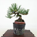 ~    11cm ܂ Pinus thunbergii N}c }c ΐjt Ϗܗp i i