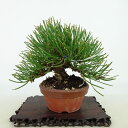 ~    11cm ܂ Pinus thunbergii N}c }c ΐjt Ϗܗp i i