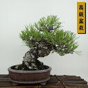 盆栽 松 黒松 樹高 約19cm くろまつ 高級盆栽 Pinus thunbergii クロマツ マツ科 常緑針葉樹 観賞用 小品 現品