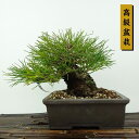 盆栽 松 黒松 樹高 約15cm くろまつ 高級盆栽 Pinus thunbergii クロマツ マツ科 常緑針葉樹 観賞用 小品 現品