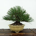 盆栽 松 黒松 樹高 約15cm くろまつ Pinus thunbergii クロマツ マツ科 常緑針葉樹 観賞用 小品 現品
