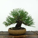 盆栽 松 黒松 樹高 約14cm くろまつ Pinus thunbergii クロマツ マツ科 常緑針葉樹 観賞用 小品 現品