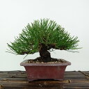 盆栽 松 黒松 樹高 約14cm くろまつ Pinus thunbergii クロマツ マツ科 常緑針葉樹 観賞用 小品 現品