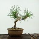 盆栽 松 黒松 樹高 約13cm くろまつ Pinus thunbergii クロマツ マツ科 常緑針葉樹 観賞用 小品 現品