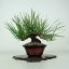 盆栽 松 黒松 樹高 約15cm くろまつ Pinus thunbergii クロマツ マツ科 常緑針葉樹 鑑賞用 観賞用 小品 現品
