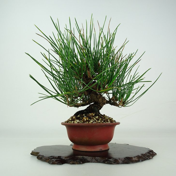 盆栽 松 黒松 樹高 約16.5cm くろまつ Pinus thunbergii クロマツ マツ科 常緑針葉樹 鑑賞用 観賞用 小..