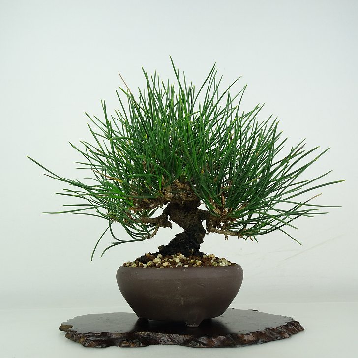 盆栽 松 黒松 樹高 約 17cm くろまつ Pinus thunbergii クロマツ マツ科 常緑針葉樹 鑑賞用 観賞用 小..