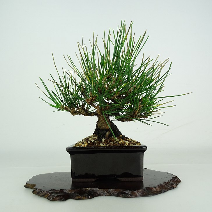 盆栽 松 黒松 樹高 約 15cm くろまつ Pinus thunbergii クロマツ マツ科 常緑針葉樹 鑑賞用 観賞用 小品 現品