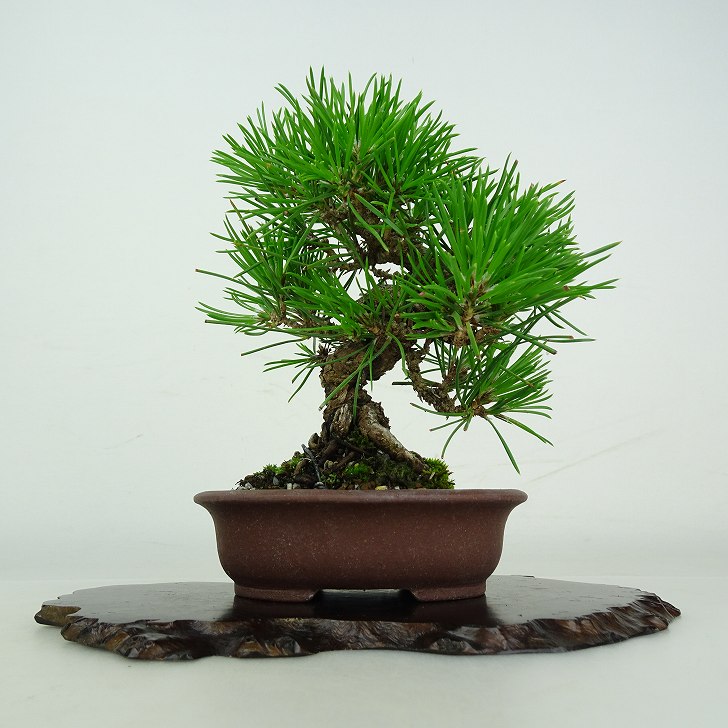 盆栽 松 黒松 樹高 約 13cm くろまつ Pinus thunbergii クロマツ マツ科 常緑針葉樹 鑑賞用 観賞用 小品 現品