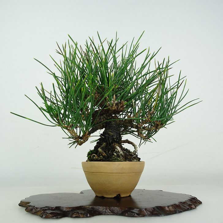 盆栽 松 黒松 樹高 約 17cm くろまつ Pinus thunbergii クロマツ マツ科 常緑針葉樹 鑑賞用 観賞用 小品 現品