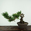 ~     12cm ܂ Pinus thunbergii N}c ڂ }c ΐjt Ϗܗp i i