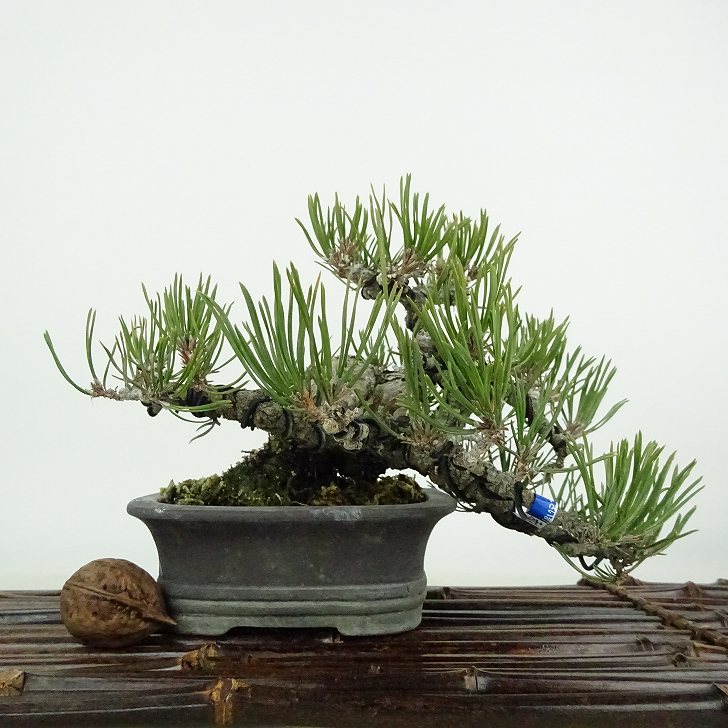 盆栽 松 赤松 樹高 上下 約12cm あかまつ Pinus densiflora アカマツ red pine マツ科 常緑樹 観賞用 小品 現品