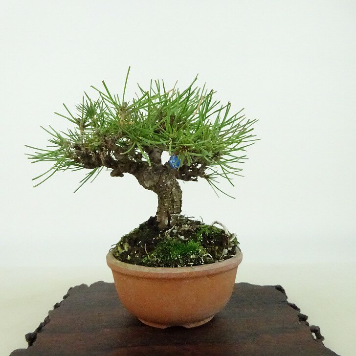 ߺ  ־  11cm ޤ Pinus densiflora ޥ red pine ޥĲ м Ѿ   ̵