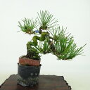 ~  ԏ  11cm ܂ Pinus densiflora AJ}c red pine }c Ύ Ϗܗp i i