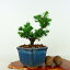 盆栽 杉 樹高 約10cm すぎ Cryptomeria japonica スギ ヒノキ科 スギ属 常緑樹 観賞用 小品 現品