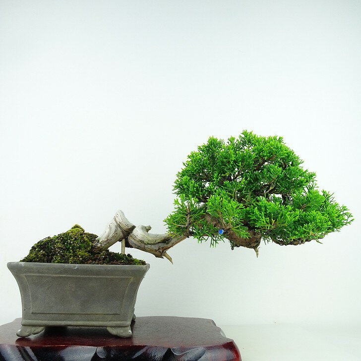 盆栽 真柏 樹高 18cm しんぱく Juniperus chinensis シンパク “ジン シャリ” ヒノキ科 常緑樹 観賞用 小品 現品 送料無料