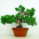 ~ ^  26cm ς Juniperus chinensis VpN gW Vh qmL Ύ Ϗܗp i 