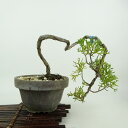 盆栽 真柏 樹高 上下 約14cm しんぱく Juniperus chinensis シンパク ヒノキ科 常緑樹 観賞用 小品 現品 送料無料