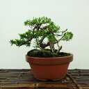 盆栽 真柏 樹高 約11cm しんぱく Juniperus chinensis シンパク ジン シャリ ヒノキ科 常緑樹 観賞用 小品 現品