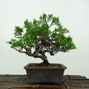 盆栽 真柏 樹高 約15cm しんぱく Juniperus chinensis シンパク ヒノキ科 常緑樹 観賞用 小品 現品