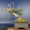 盆栽 真柏 樹高 約24cm しんぱく 高級盆栽 Juniperus chinensis シンパク “ジン シャリ” ヒノキ科 常緑樹 観賞用 現品