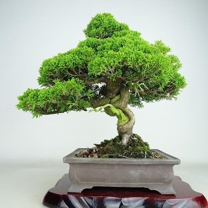 盆栽 真柏 樹高 約31cm しんぱく Juniperus chinensis シンパク “ジン シャリ” ヒノキ科 常緑樹 観賞用 現品