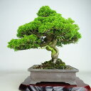 ~ ^  31cm ς Juniperus chinensis VpN gW Vh qmL Ύ Ϗܗp i