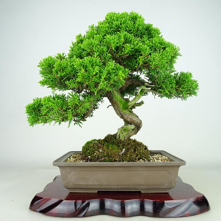 盆栽 真柏 樹高 約27cm しんぱく Juniperus chinensis シンパク “ジン シャリ” ヒノキ科 常緑樹 観賞用 現品