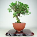 盆栽 真柏 樹高 約24cm しんぱく Juniperus chinensis シンパク “ジン シャリ” ヒノキ科 常緑樹 観賞用 現品