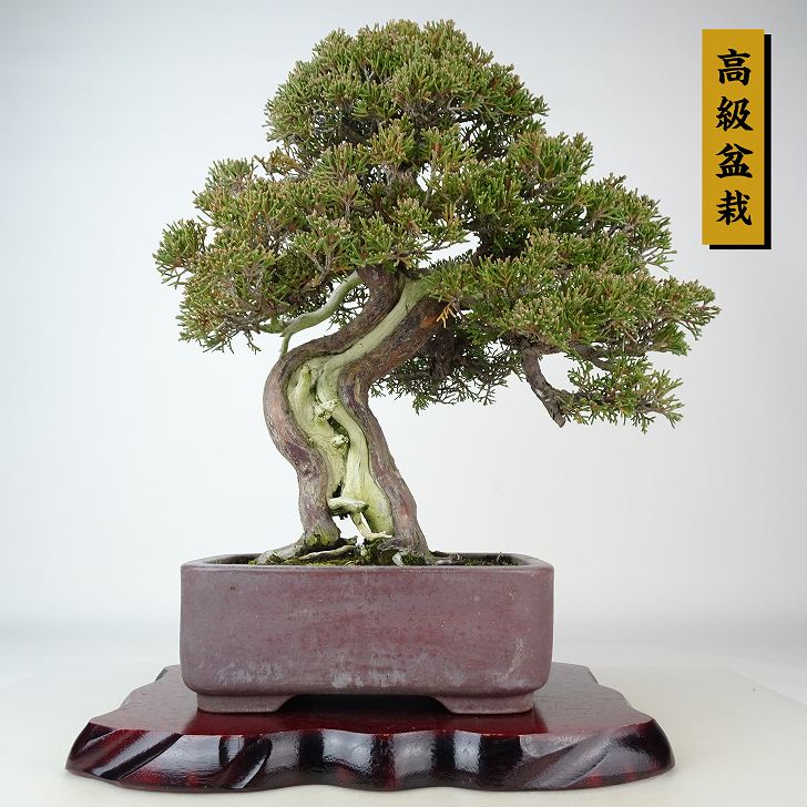 ߺ   33cm Ѥ ߺ Juniperus chinensis ѥ ȥ  ҥΥ м Ѿ 
