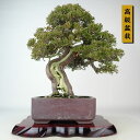 盆栽 真柏 樹高 約33cm しんぱく 高級盆栽 Juniperus chinensis シンパク “ジン シャリ” ヒノキ科 常緑樹 観賞用 現品