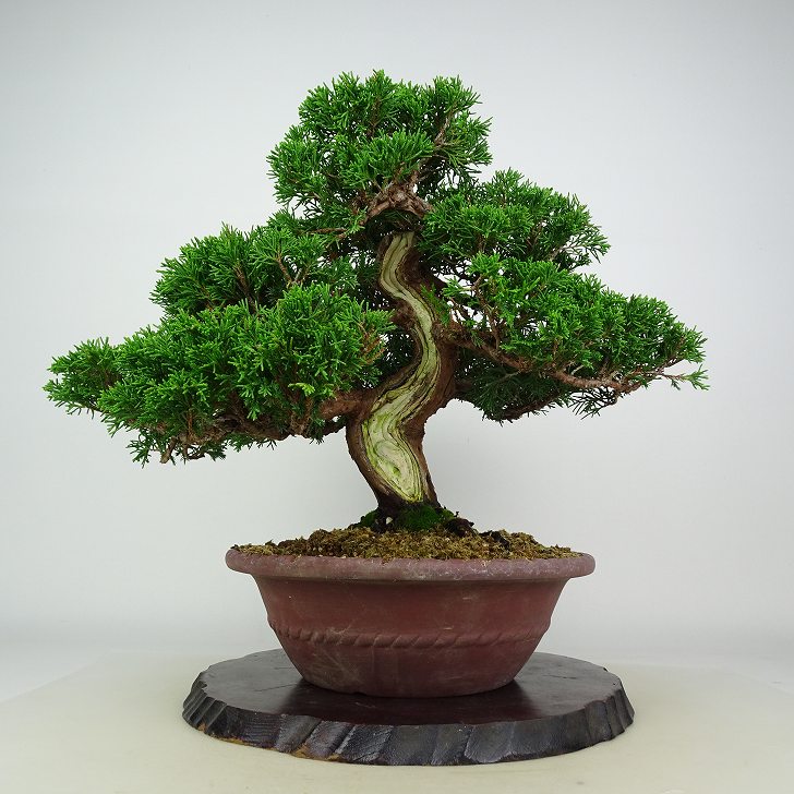 盆栽 真柏 樹高 約30cm しんぱく Juniperus chinensis シンパク ジン シャリ ヒノキ科 常緑樹 鑑賞用 観賞用 現品