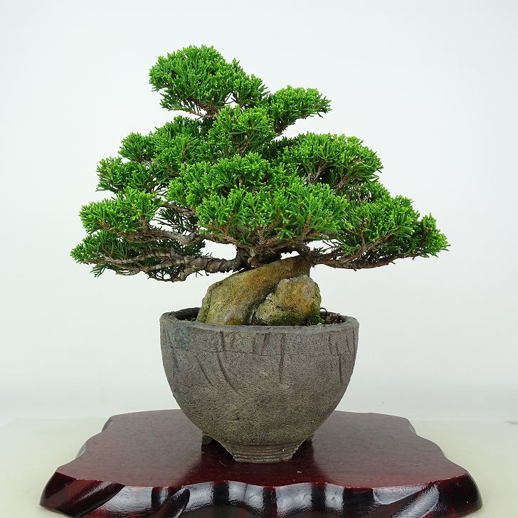 盆栽 真柏 樹高 約20cm しんぱく Juniperus chinensis シンパク 石付 ジン ヒノキ科 常緑樹 鑑賞用 観..