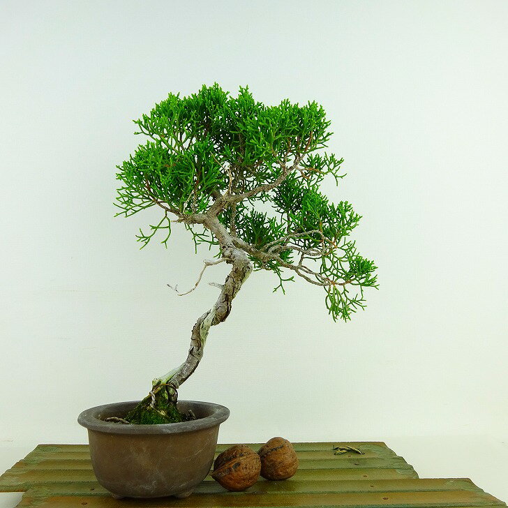 盆栽 真柏 樹高 約24cm しんぱく Juniperus chinensis シンパク “ジン シャリ” ヒノキ科 常緑樹 観賞用 現品